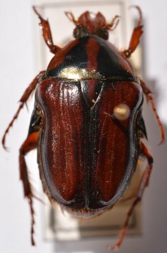 Coptomia crassa